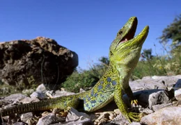 Eine Perleidechse im Hochzeitskleid. Das seltene Reptil gibt es nur noch an wenigen Pl&auml;tzen in der Provence.
