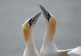Helgol&auml;nder Neub&uuml;rger: Seit 1991 ist der Basst&ouml;lpel Brutvogel auf Helgoland. In der Balzzeit liefern sich die V&ouml;gel eindrucksvolle Schnabelgefechte.