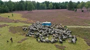 Bei der Heidschnuckentour mit dem Heide-Bulli ist der Name Programm. Der Stopp beim Wappentier der Region ist einer der H&ouml;hepunkte der Rundfahrt.