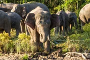 Borneos Waldelefanten. Borneos Waldelefanten.