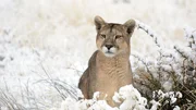 Ein Pumaweibchen in winterlicher Umgebung.