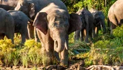 Borneos Waldelefanten Borneos Waldelefanten