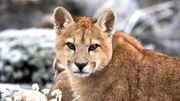 Ein junger Puma lernt fr&uuml;h seine Umgebung genau zu beobachten.