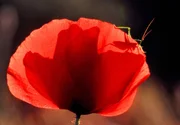 Leuchtende Farben und wundervolles Licht haben die Provence berühmt gemacht. Leuchtende Farben und wundervolles Licht haben die Provence berühmt gemacht.