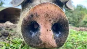 Das Schwein nutzt seinen R&uuml;ssel nicht nur zum Riechen. Zum W&uuml;hlen, Graben, Tasten und Kontakt mit Artgenossen aufnehmen dient er auch.