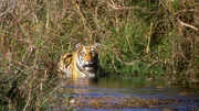 Tiger Tiger