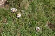 Viele Distelarten sind weit verbreitet, andere sind selten geworden und stehen auf der Roten Liste der bedrohten Arten, darunter ist auch die Silberdistel.