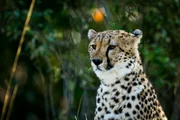 Gepard Gepard
