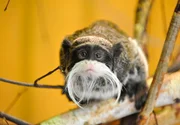 rbb Fernsehen PANDA, GORILLA & CO., TEIL 205, "Geschichten aus dem Zoo Berlin und dem Tierpark Berlin", Kaiserschnurrbart-Tamarine sind Krallenaffen, die schon aufgrund ihrer Ähnlichkeit zum ehemaligen deutschen Imperator unbedingt nach Berlin gehören. rbb Fernsehen PANDA, GORILLA & CO., TEIL 205, "Geschichten aus dem Zoo Berlin und dem Tierpark Berlin", Kaiserschnurrbart-Tamarine sind Krallenaffen, die schon aufgrund ihrer Ähnlichkeit zum ehemaligen deutschen Imperator unbedingt nach Berlin gehören.