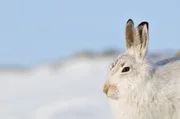 Ein Schneehase in der Wintersonne Ein Schneehase in der Wintersonne