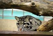 rbb Fernsehen PANDA, GORILLA & CO., TEIL 205, "Geschichten aus dem Zoo Berlin und dem Tierpark Berlin", am Freitag (18.11.11) um 21:00 Uhr. Eine neue Holzkonstruktion soll die Nebelparder im Alfred-Brehm-Haus dazu animieren, endlich Nachwuchs zu zeugen. rbb Fernsehen PANDA, GORILLA & CO., TEIL 205, "Geschichten aus dem Zoo Berlin und dem Tierpark Berlin", am Freitag (18.11.11) um 21:00 Uhr. Eine neue Holzkonstruktion soll die Nebelparder im Alfred-Brehm-Haus dazu animieren, endlich Nachwuchs zu zeugen.