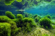 Der Rio Claro im Amazonasbecken Brasiliens zeichnet sich durch sehr klares Wasser aus. Der Rio Claro im Amazonasbecken Brasiliens zeichnet sich durch sehr klares Wasser aus.