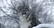 Schneeleopard Schneeleopard