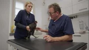 Dr. Herbert Dreesen is caring for chicken Nera