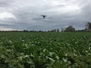Die Drohne erfasst den Zustand des ganzen Felds Die Drohne erfasst den Zustand des ganzen Felds