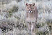 Puma Puma