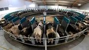 Das Melkkarussell melkt in einer Stunde 250 Kühe Das Melkkarussell melkt in einer Stunde 250 Kühe
