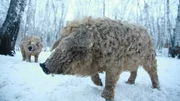 Die dichte Wolle eines Managalitza Schweins bietet den perfekten Witterungsschutz im sibirischen Winter. Die dichte Wolle eines Managalitza Schweins bietet den perfekten Witterungsschutz im sibirischen Winter.