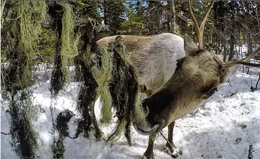Die Flechtennnahrung der Bergkaribus w&auml;chst in den mittleren Lagen der B&auml;ume. Die Karibus k&ouml;nnen sie nur erreichen, wenn  der Schnee hoch genug liegt.