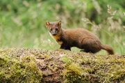 A pine marten A pine marten