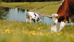 Erlebnis &Ouml;sterreich aus dem Landesstudio K&auml;rnten: "Leben in den Nockbergen", Das Erlebnis &Ouml;sterreich f&uuml;hrt in die Bergwelten der K&auml;rntner Nockberge. Von Kaning &uuml;ber Feld am See, Afritz und Fresach bis nach Arriach, begegnen wir Landwirten, denen das Bauerndasein in die Wiege gelegt wurde, als auch Gastwirte, bei denen Nachhaltigkeit und nat&uuml;rliche Lebensmittel aus der Region Lebensqualit&auml;t bedeuten. Im Bild: Schwarzsee in Afritz.