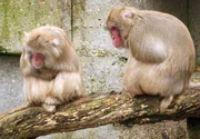 ARD/SWR EISB&Auml;R, AFFE UND CO FOLGE 145, Zoogeschichten aus Stuttgart. Die Japanmakaken bekommen ein verlockendes Angebot, ein Kamillenschaumbad. Aber wollen sie das auch?