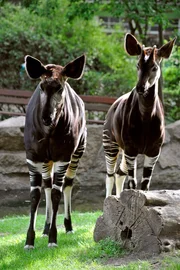 Heute darf sich das neue Okapi-Traumpaar Batouri und Steve das erste Mal auf der Anlage direkt beschnuppern. Heute darf sich das neue Okapi-Traumpaar Batouri und Steve das erste Mal auf der Anlage direkt beschnuppern.