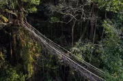 Die lebenden Brücken von Meghalaya, Indien, bestehen ausschließlich aus Luftwurzeln des Gummibaums Ficus elastica. Die lebenden Brücken von Meghalaya, Indien, bestehen ausschließlich aus Luftwurzeln des Gummibaums Ficus elastica.