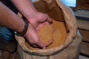Gastgeber Martin Riffelmann produziert in Schmallenberg verschiedene Sorten Senf. Gastgeber Martin Riffelmann produziert in Schmallenberg verschiedene Sorten Senf.