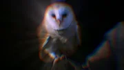 Owl Owl