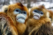 Zwei Goldstumpfnasen im Winter: Die extreme Kälte im Gebirge der chinesischen Provinz Hubei zehrt an den Kräften der Primaten. Zwei Goldstumpfnasen im Winter: Die extreme Kälte im Gebirge der chinesischen Provinz Hubei zehrt an den Kräften der Primaten.