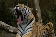 der Tiger der Tiger