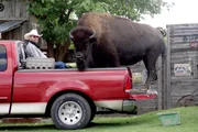 Pet buffalo Wildthing. Pet buffalo Wildthing.