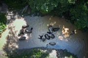 Luftaufnahme der Elefanten im Fluss: Pro Tag muss ein Elefant 200 Liter Wasser trinken, Wasserquellen sind deshalb begehrt. Luftaufnahme der Elefanten im Fluss: Pro Tag muss ein Elefant 200 Liter Wasser trinken, Wasserquellen sind deshalb begehrt.