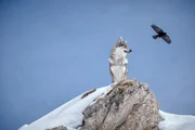 Ein Wolf und eine Rabe auf dem Muttstein. Ein Wolf und eine Rabe auf dem Muttstein.