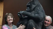 French couple Eliane (L) and Pierre Thivillion (R) live with a 20 stone / 287lb gorilla called Digit. French couple Eliane (L) and Pierre Thivillion (R) live with a 20 stone / 287lb gorilla called Digit.