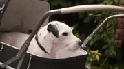 Da Ludo gern mal ausb&uuml;chst, f&auml;llt es nicht auf, dass Mara mit ihm zum Picknick ist.