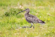 Die letzten Brutpaare des Gro&szlig;en Brachvogels werden mit viel Aufwand gesch&uuml;tzt.