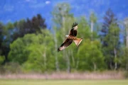 Der Rotmilan hat sich stark ausgebreitet und ist jetzt ein h&auml;ufiger Greifvogel im Alpenrheintal.