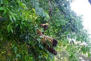 Wollaffen im Amazonas-Urwald. Anna ist den besonderen Tieren an einem einsamen Ort begegnet. Wollaffen im Amazonas-Urwald. Anna ist den besonderen Tieren an einem einsamen Ort begegnet.