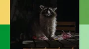 Wamba, der Waschb&auml;r macht einen Ausflug im Schutz der Dunkelheit.