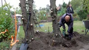 Der Zypressen-Wildwuchs in ihrem Garten ist Ronny und Steffen ein Dorn im Auge. Die beiden sagen den Pflanzen kurzerhand den Kampf an - bewaffnet mit einer Kettensäge.; Der Zypressen-Wildwuchs in ihrem Garten ist Ronny und Steffen ein Dorn im Auge. Die beiden sagen den Pflanzen kurzerhand den Kampf an – bewaffnet mit einer Kettensäge. Der Zypressen-Wildwuchs in ihrem Garten ist Ronny und Steffen ein Dorn im Auge. Die beiden sagen den Pflanzen kurzerhand den Kampf an - bewaffnet mit einer Kettensäge.; Der Zypressen-Wildwuchs in ihrem Garten ist Ronny und Steffen ein Dorn im Auge. Die beiden sagen den Pflanzen kurzerhand den Kampf an – bewaffnet mit einer Kettensäge.