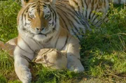 Gewisse Düfte lösen bei Tigern spielerisches Verhalten aus. Gewisse Düfte lösen bei Tigern spielerisches Verhalten aus.