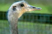 Emus besitzen eine ausgeprägte, für die Futtersuche entscheidende Wahrnehmung. Emus besitzen eine ausgeprägte, für die Futtersuche entscheidende Wahrnehmung.