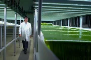 Prof. Thomas Brück untersucht an der TU München, wie klimafreundliche Algenprodukte in der Industrie- und Baubranche eingesetzt werden können. Prof. Thomas Brück untersucht an der TU München, wie klimafreundliche Algenprodukte in der Industrie- und Baubranche eingesetzt werden können.