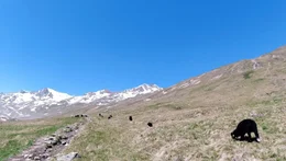 Schafe Niedertalalm.