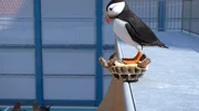 Das skurrile Skater-Duo aus Papageientaucher und Schildkr&ouml;te fordert die Robbe zum Duell heraus.