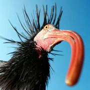 Bayerisches Fernsehen WELT DER TIERE, "Nach 300 Jahren zurück in Bayern - der Waldrapp", am Sonntag (11.11.12) um 15:45 Uhr. Noch nie einen Waldrapp gesehen? Wenn ja, dann wäre er sicher in Erinnerung geblieben. Denn dieser Vogel ist an Skurrilität kaum zu übertreffen. Hühnergroß mit langem roten Schnabel, einer scheckigen Glatze und einer schwarzen Halskrause ausgestattet, ist er kaum zu verwechseln. Es ist schon lange her, dass er in Bayern und Österreich gebrütet hat. Aber das soll sich jetzt ändern. Weitere Bilder finden Sie unter www.br-foto.de. Bayerisches Fernsehen WELT DER TIERE, "Nach 300 Jahren zurück in Bayern - der Waldrapp", am Sonntag (11.11.12) um 15:45 Uhr. Noch nie einen Waldrapp gesehen? Wenn ja, dann wäre er sicher in Erinnerung geblieben. Denn dieser Vogel ist an Skurrilität kaum zu übertreffen. Hühnergroß mit langem roten Schnabel, einer scheckigen Glatze und einer schwarzen Halskrause ausgestattet, ist er kaum zu verwechseln. Es ist schon lange her, dass er in Bayern und Österreich gebrütet hat. Aber das soll sich jetzt ändern. Weitere Bilder finden Sie unter www.br-foto.de.