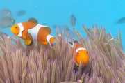 Mit Hilfe unterschiedlicher Kommunikationstechniken können sich Tiere zusammenfinden und als Gruppe arbeiten. Mit Hilfe unterschiedlicher Kommunikationstechniken können sich Tiere zusammenfinden und als Gruppe arbeiten.