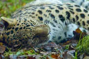 Katzenminze wirkt auf manche Großkatzen euphorisierend – ähnlich wie bei Hauskatzen. Katzenminze wirkt auf manche Großkatzen euphorisierend – ähnlich wie bei Hauskatzen.